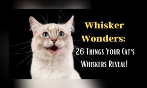 26 Surprising Facts About Cat Whiskers You Might Not Know!