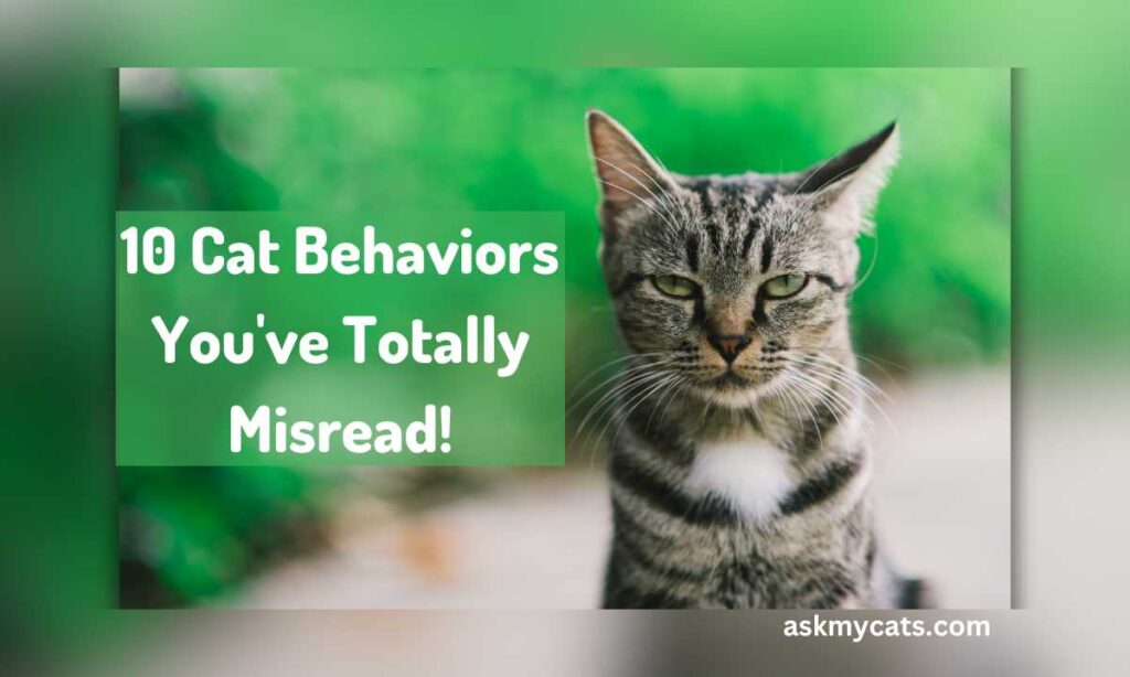 10 Cat Behaviors Youve Totally Misread