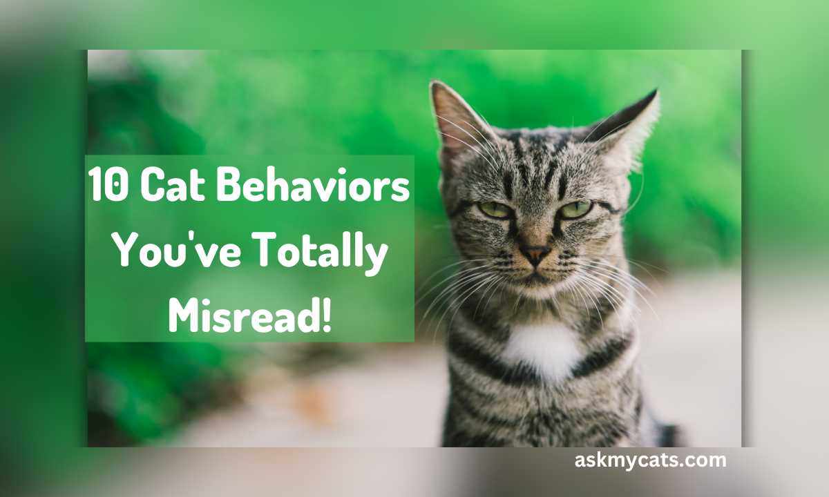 10 Cat Behaviors You’ve Totally Misread!