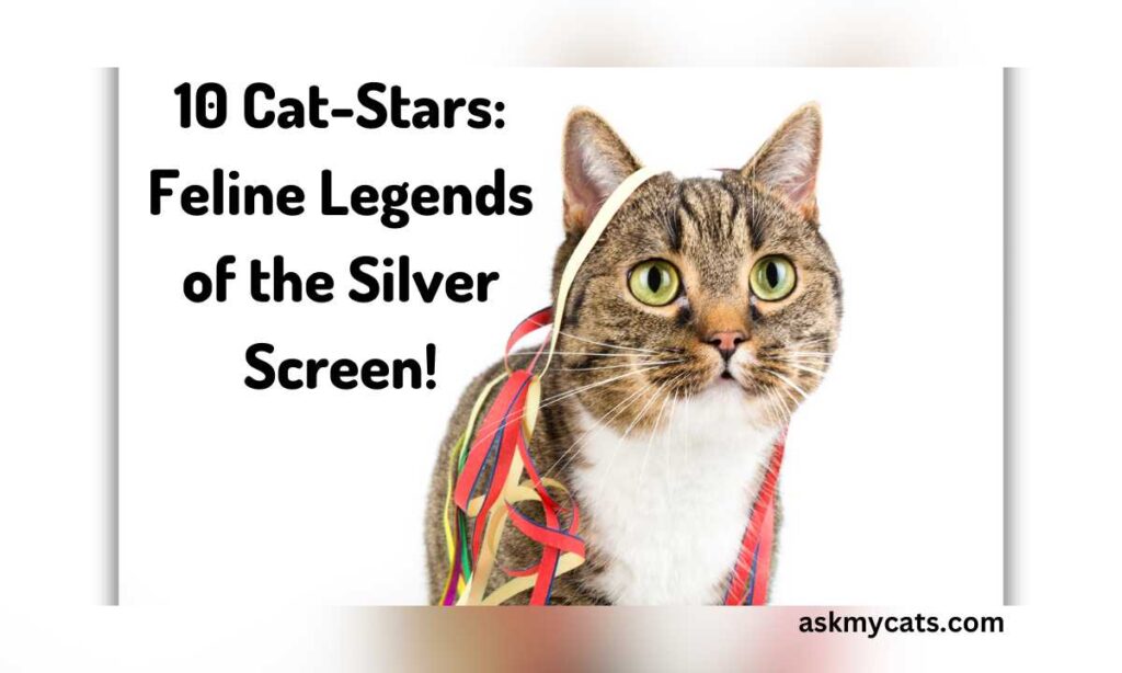 10 Cat Stars Feline Legends of the Silver Screen
