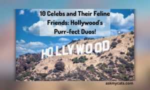 10 Celebs and Their Feline Friends: Hollywood’s Purr-fect Duos!