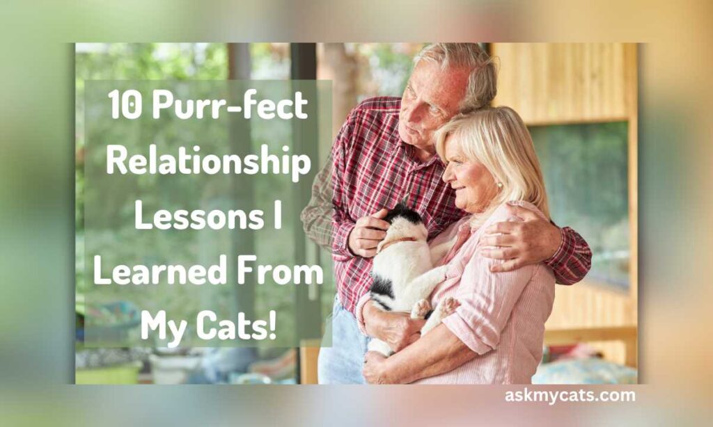 10 Purr fect Relationship Lessons I Learned From My Cats