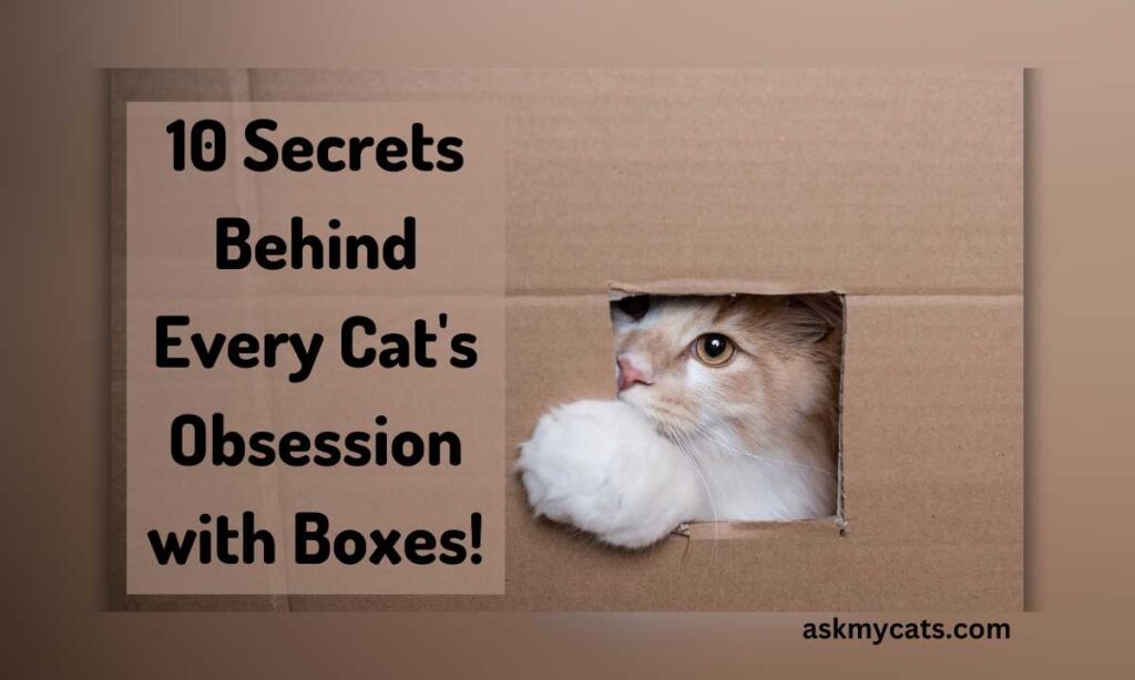 10 Secrets Behind Every Cats Obsession with Boxes