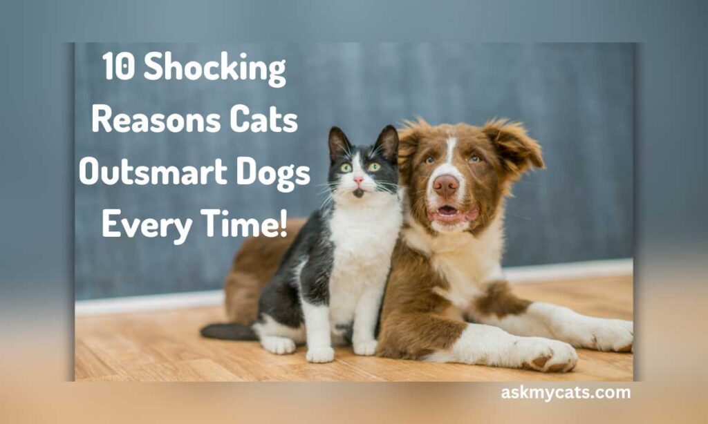 10 Shocking Reasons Cats Outsmart Dogs Every Time