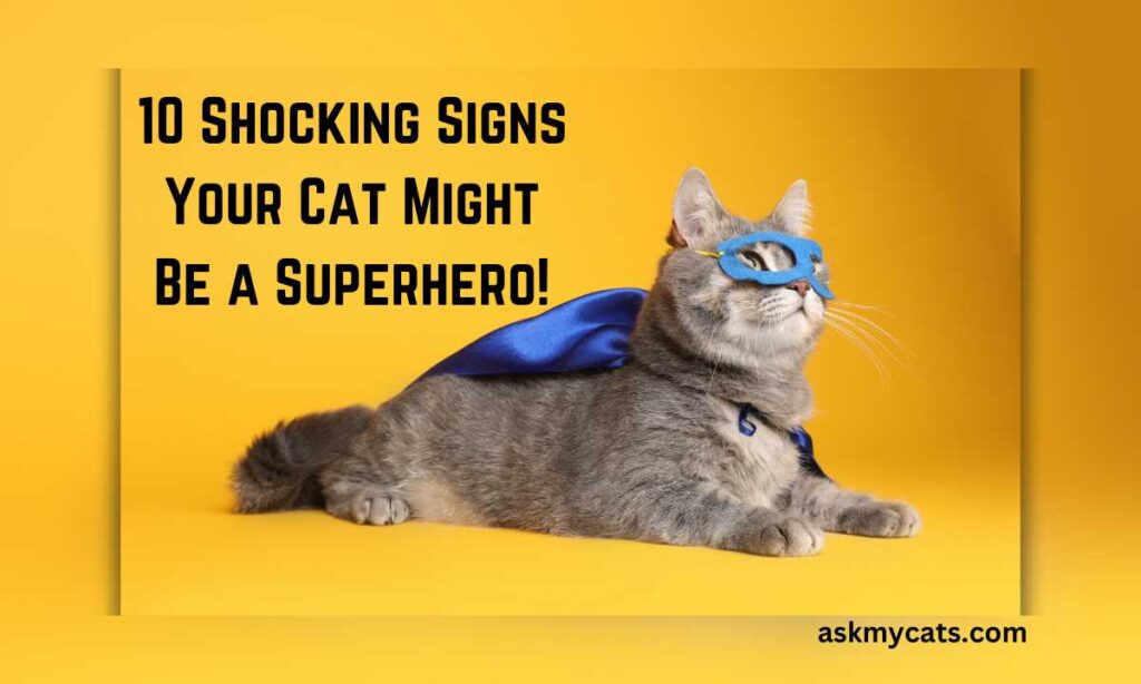 10 Shocking Signs Your Cat Might Be a Superhero