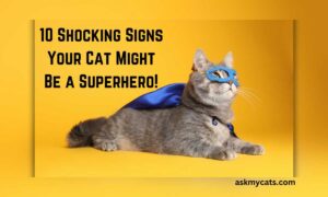 10 Shocking Signs Your Cat Might Be a Superhero!