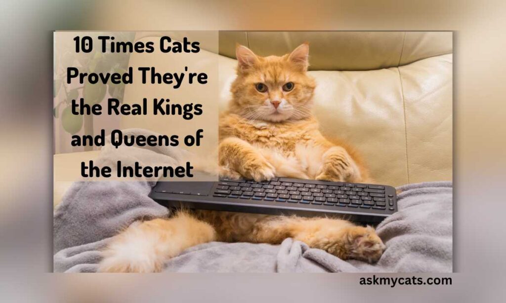 10 Times Cats Proved Theyre the Real Kings and Queens of the Internet