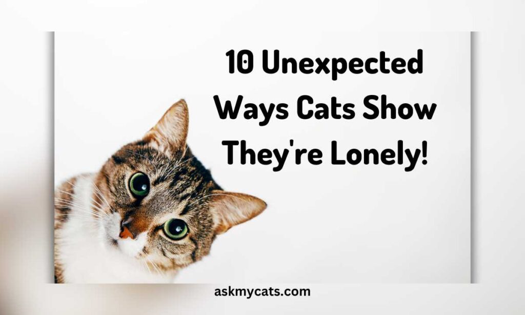 10 Unexpected Ways Cats Show Theyre Lonely
