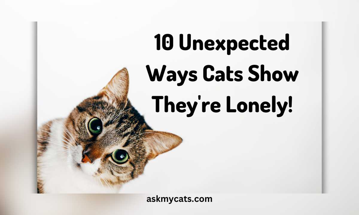 10 Shocking Signs Your Cat Feels Lonely!