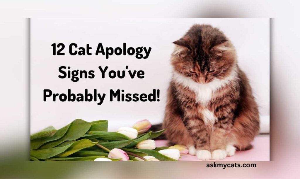12 Cat Apology Signs Youve Probably Missed