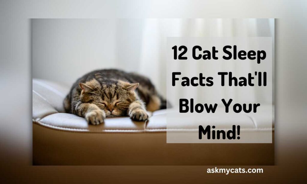 12 Cat Sleep Facts Thatll Blow Your Mind