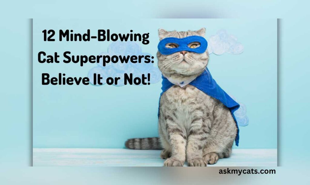 12 Mind Blowing Cat Superpowers Believe It or Not