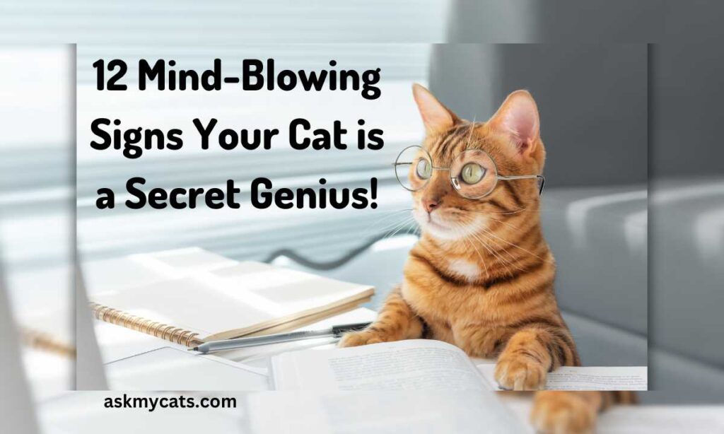 12 Mind Blowing Signs Your Cat is a Secret Genius
