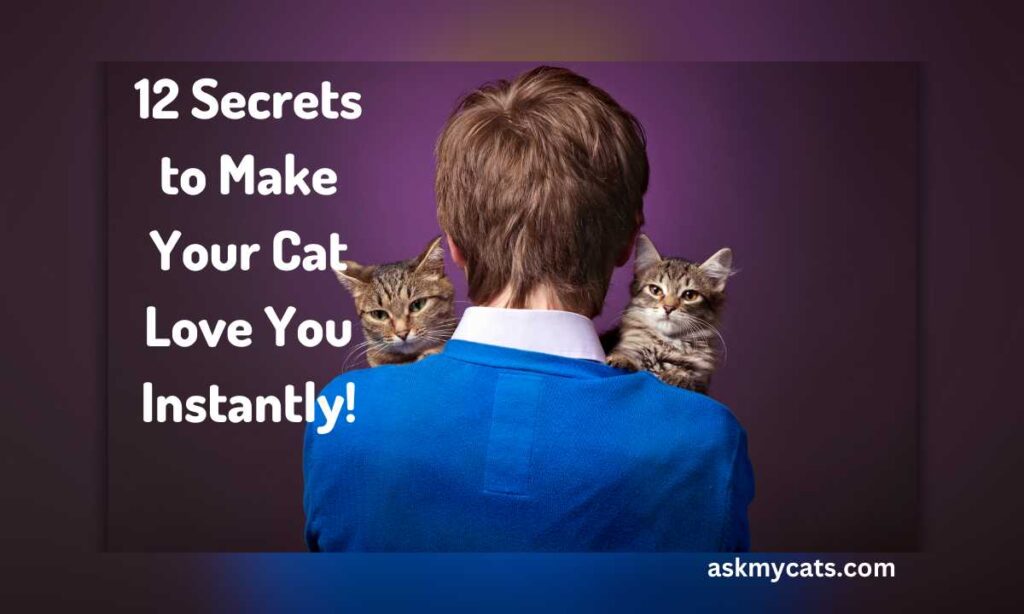 12 Secrets to Make Your Cat Love You Instantly