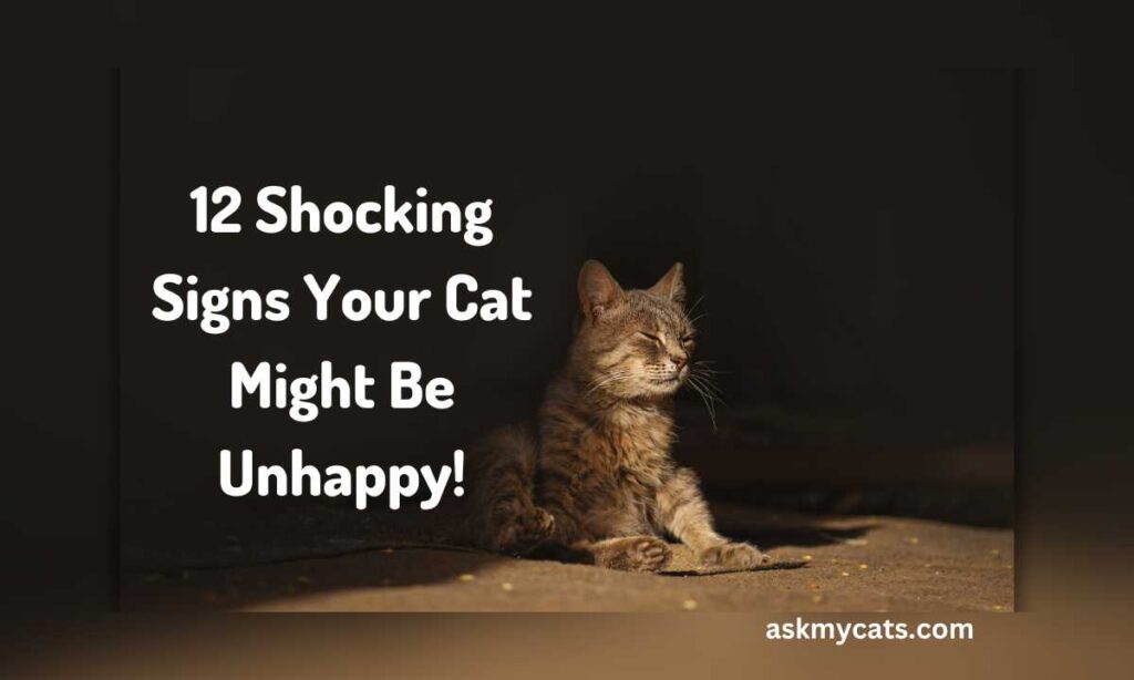12 Shocking Signs Your Cat Might Be Unhappy