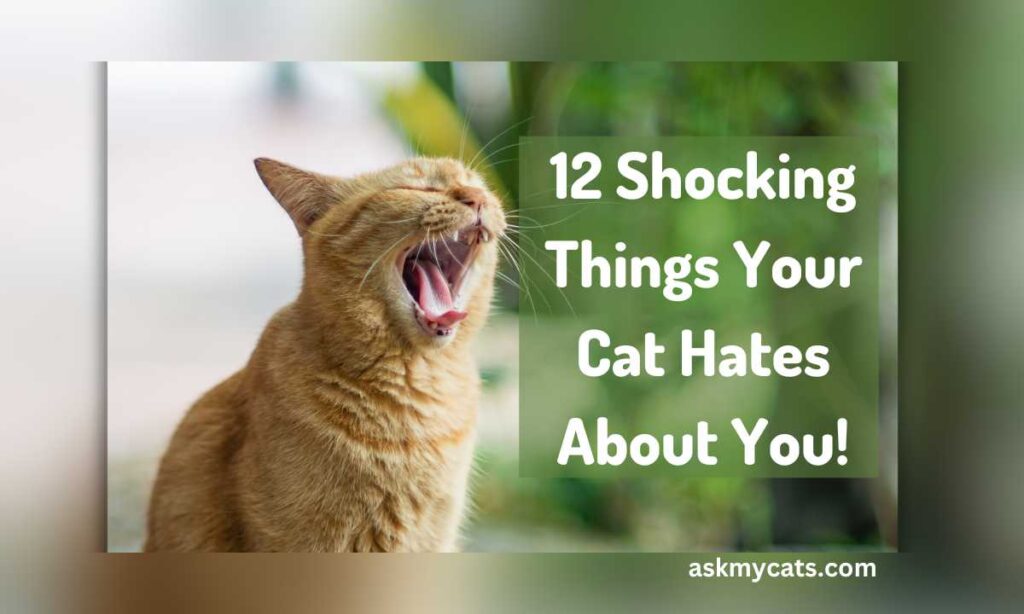 12 Shocking Things Your Cat Hates About You