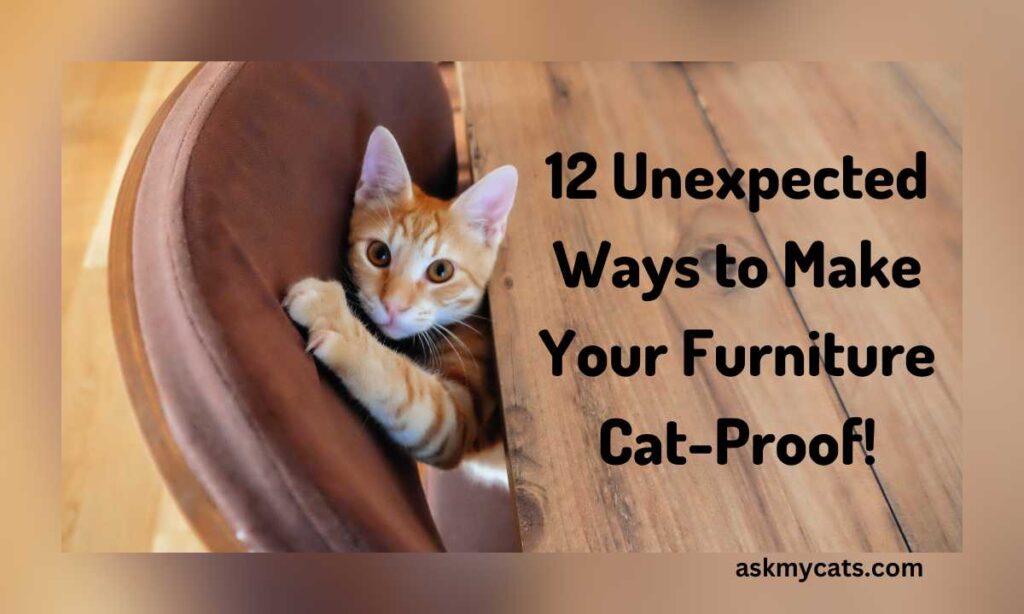 12 Unexpected Ways to Make Your Furniture Cat Proof