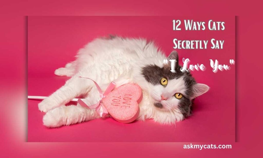 12 Ways Cats Secretly Say I Love You