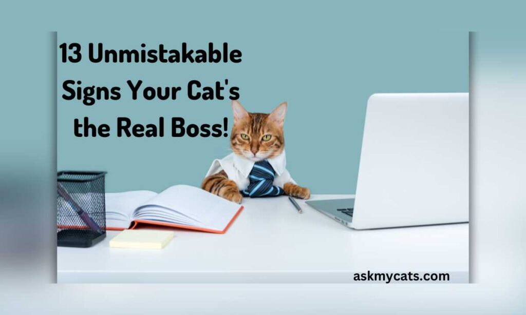 13 Unmistakable Signs Your Cats the Real Boss