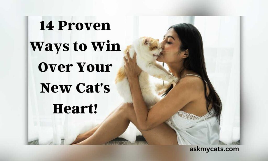 14 Proven Ways to Win Over Your New Cats Heart