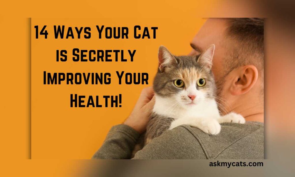 14 Ways Your Cat is Secretly Improving Your Health