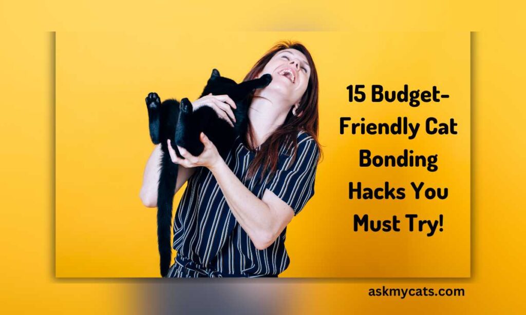 15 Budget Friendly Cat Bonding Hacks You Must Try