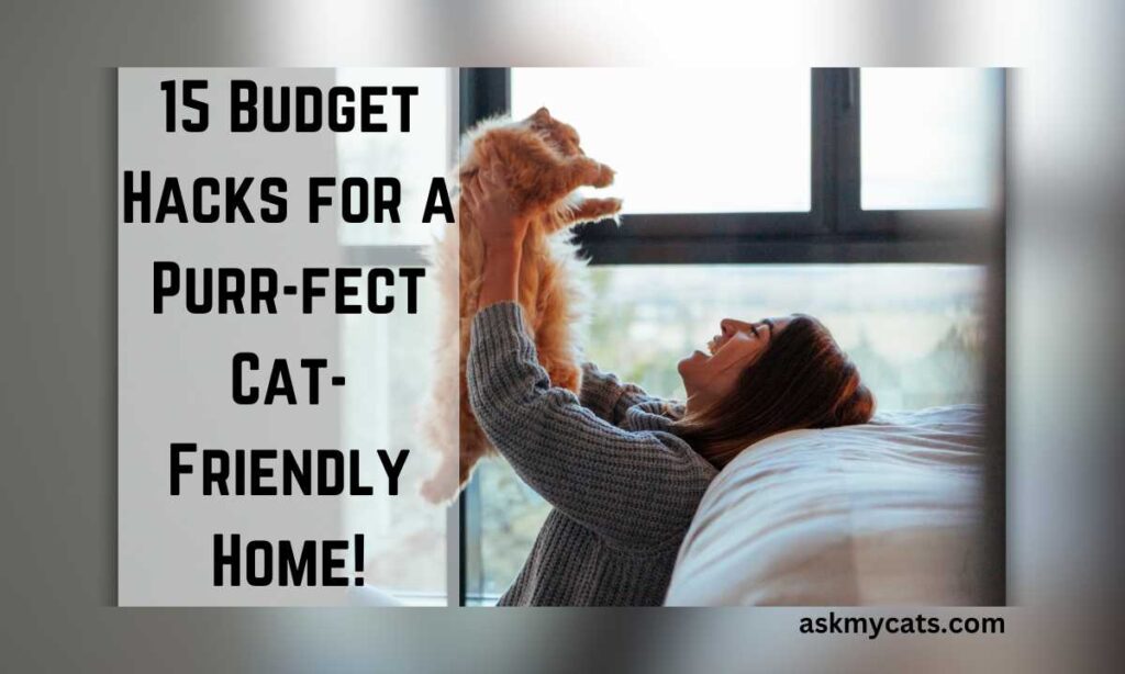15 Budget Hacks for a Purr fect Cat Friendly Home