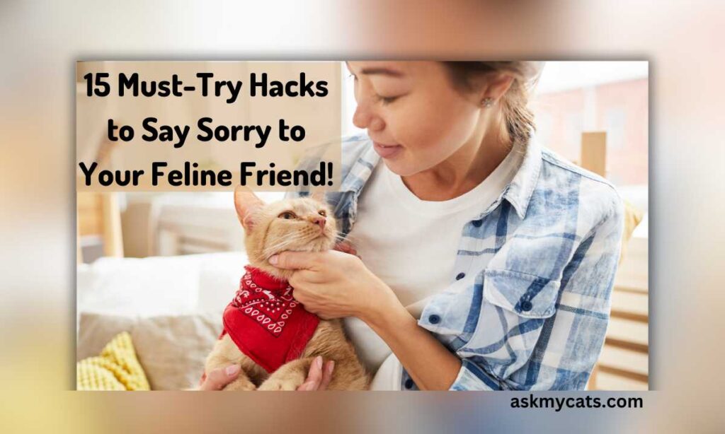 15 Must Try Hacks to Say Sorry to Your Feline Friend