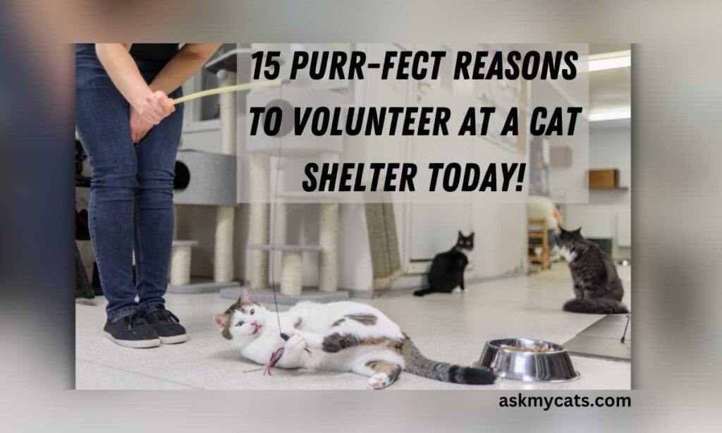 15 Purr fect Reasons to Volunteer at a Cat Shelter Today