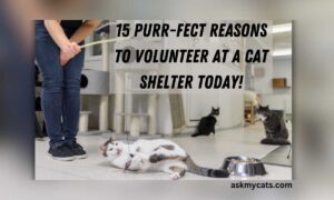 15 Purr-fect Reasons to Volunteer at a Cat Shelter Today!