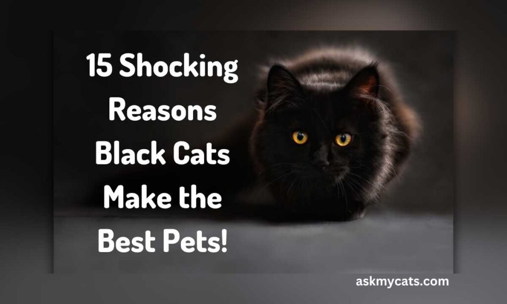 15 Shocking Reasons Black Cats Make the Best Pets