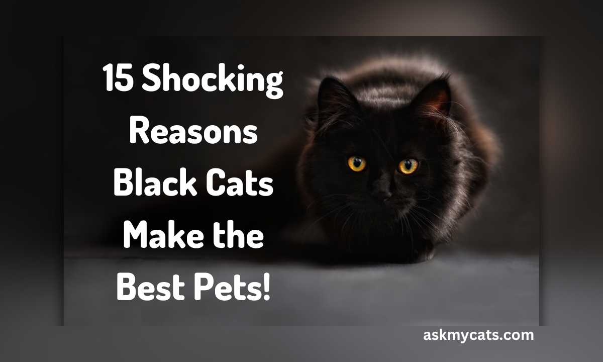 15 Mind-Blowing Benefits of Owning a Black Cat!