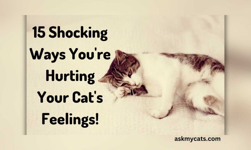 15 Shocking Ways Youre Hurting Your Cats Feelings