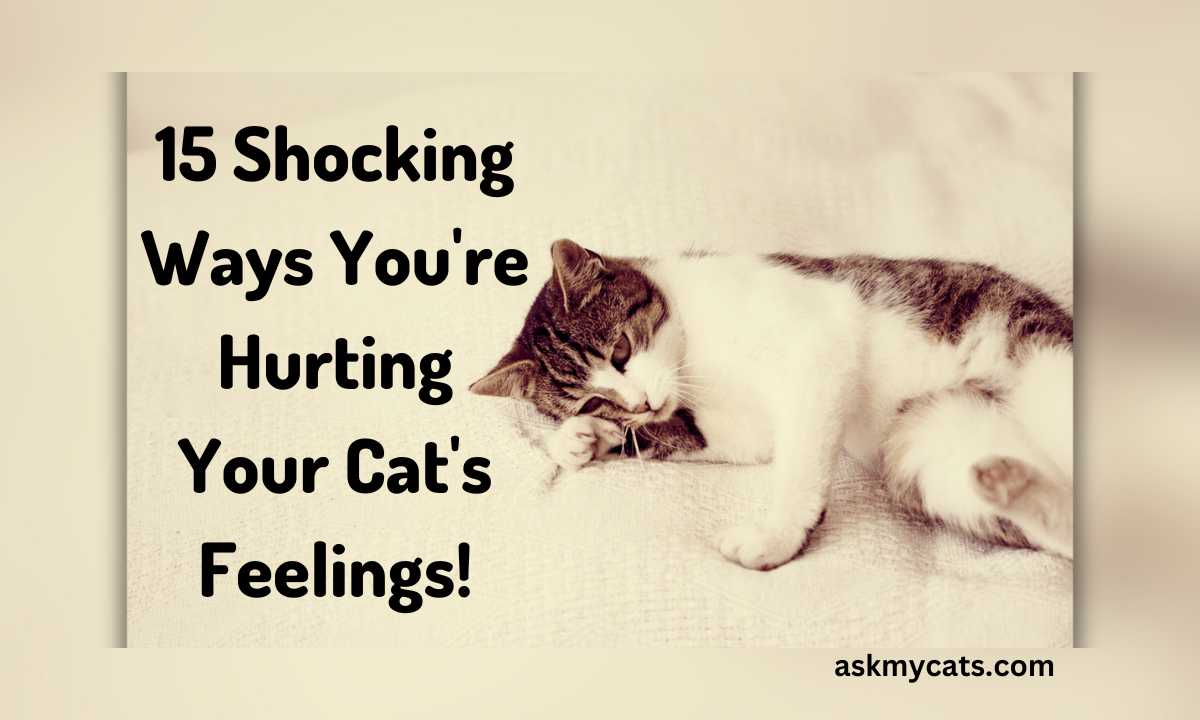15 Shocking Ways You’re Hurting Your Cat’s Feelings!
