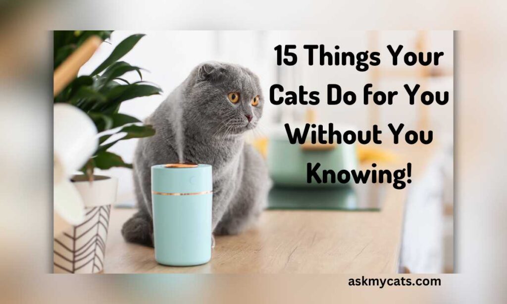 15 Things Your Cats Do for You Without You Knowing