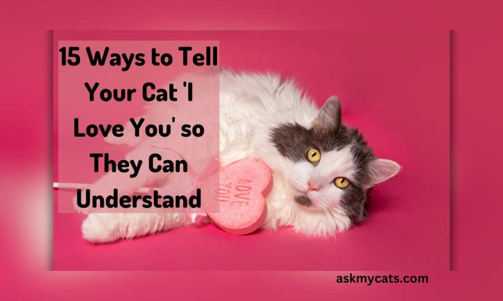 15 Ways to Tell Your Cat I Love You so They Can Understand