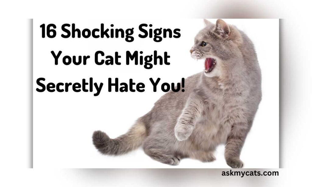 16 Shocking Signs Your Cat Might Secretly Hate You