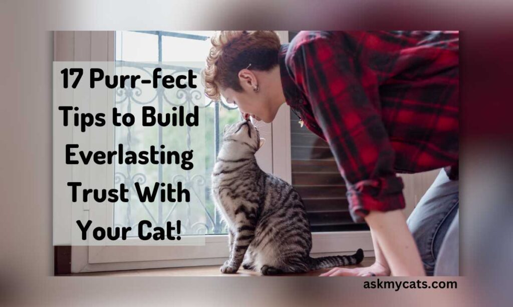 17 Purr fect Tips to Build Everlasting Trust With Your Cat