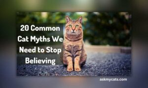 20 Common Cat Myths We Need to Stop Believing