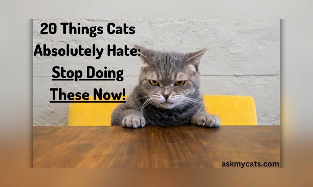 20 Things Cats Absolutely Hate Stop Doing These Now
