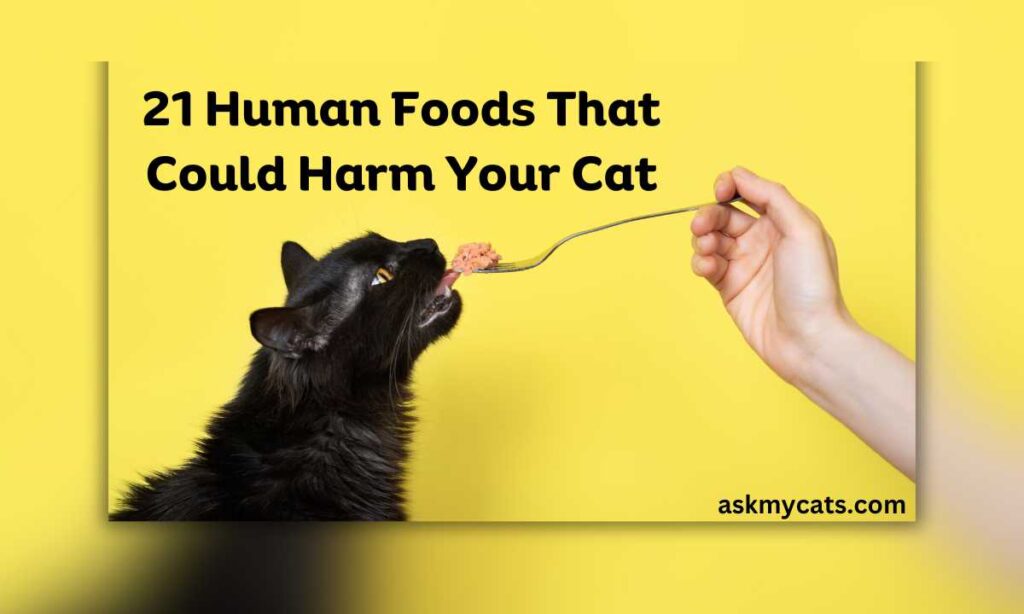 21 Human Foods That Could Harm Your Cat
