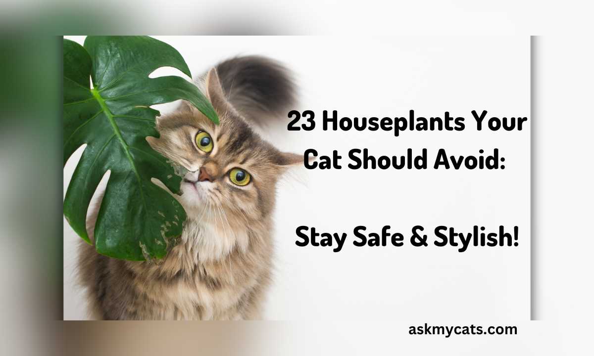 23 Houseplants Your Cat Should Avoid: Stay Safe & Stylish!