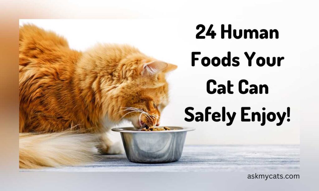 24 Human Foods Your Cat Can Safely Enjoy