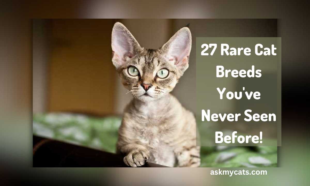 27 Rare Cat Breeds You’ve Never Seen Before!
