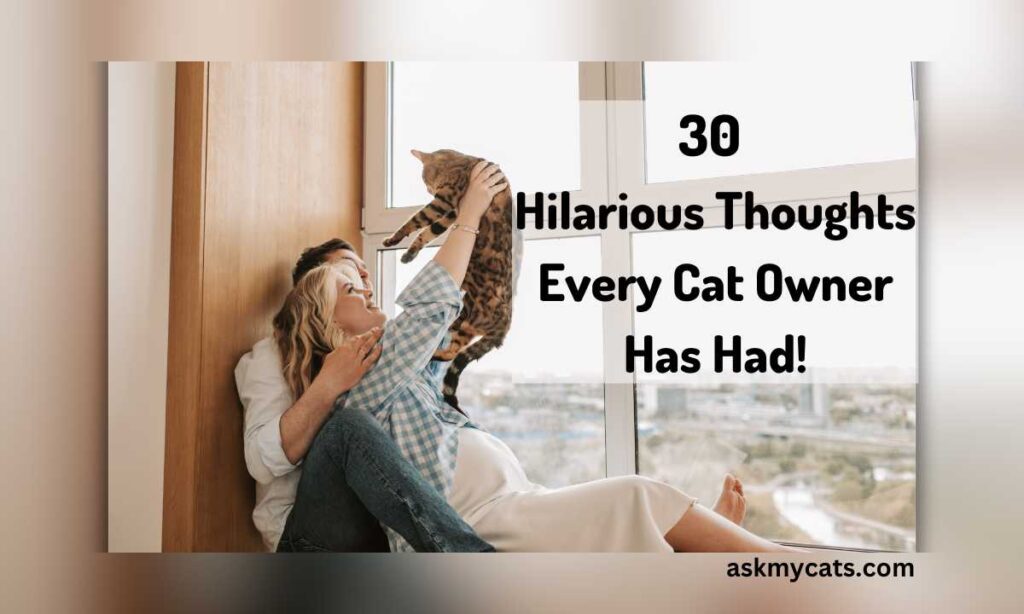 30 Hilarious Thoughts Every Cat Owner Has Had