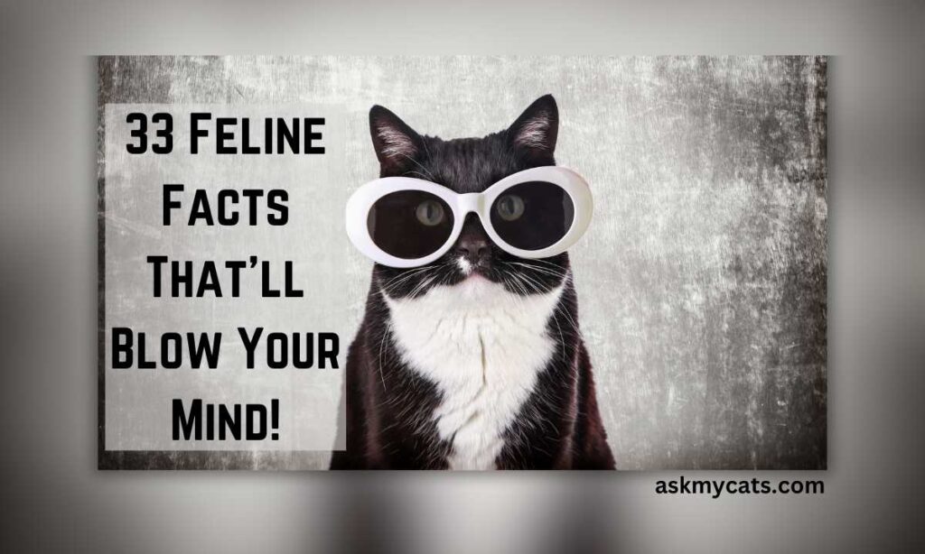 33 Feline Facts Thatll Blow Your Mind