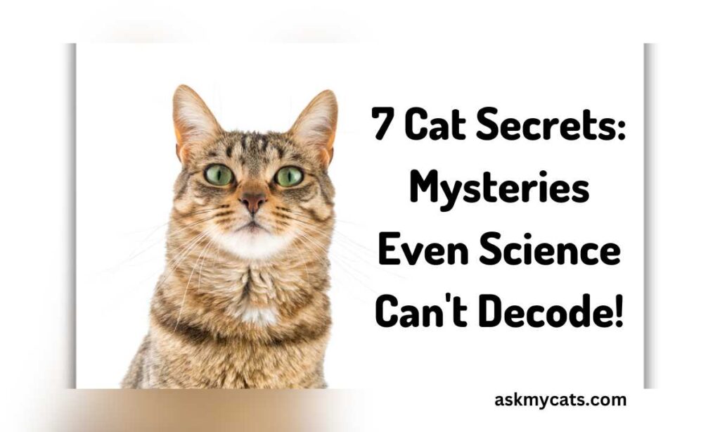 7 Cat Secrets Mysteries Even Science Cant Decode