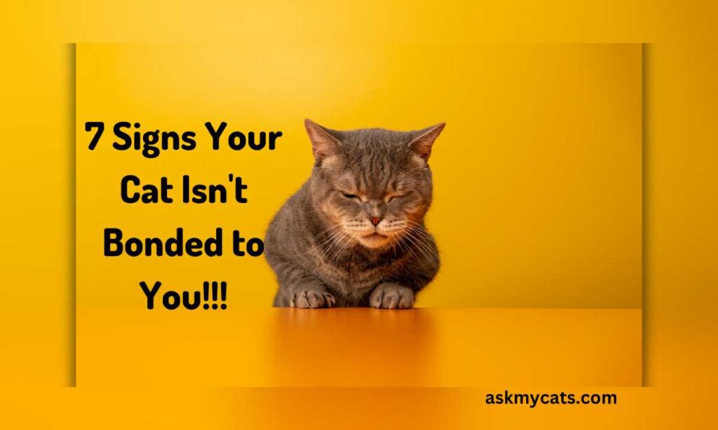 7 Signs Your Cat Isnt Bonded to You