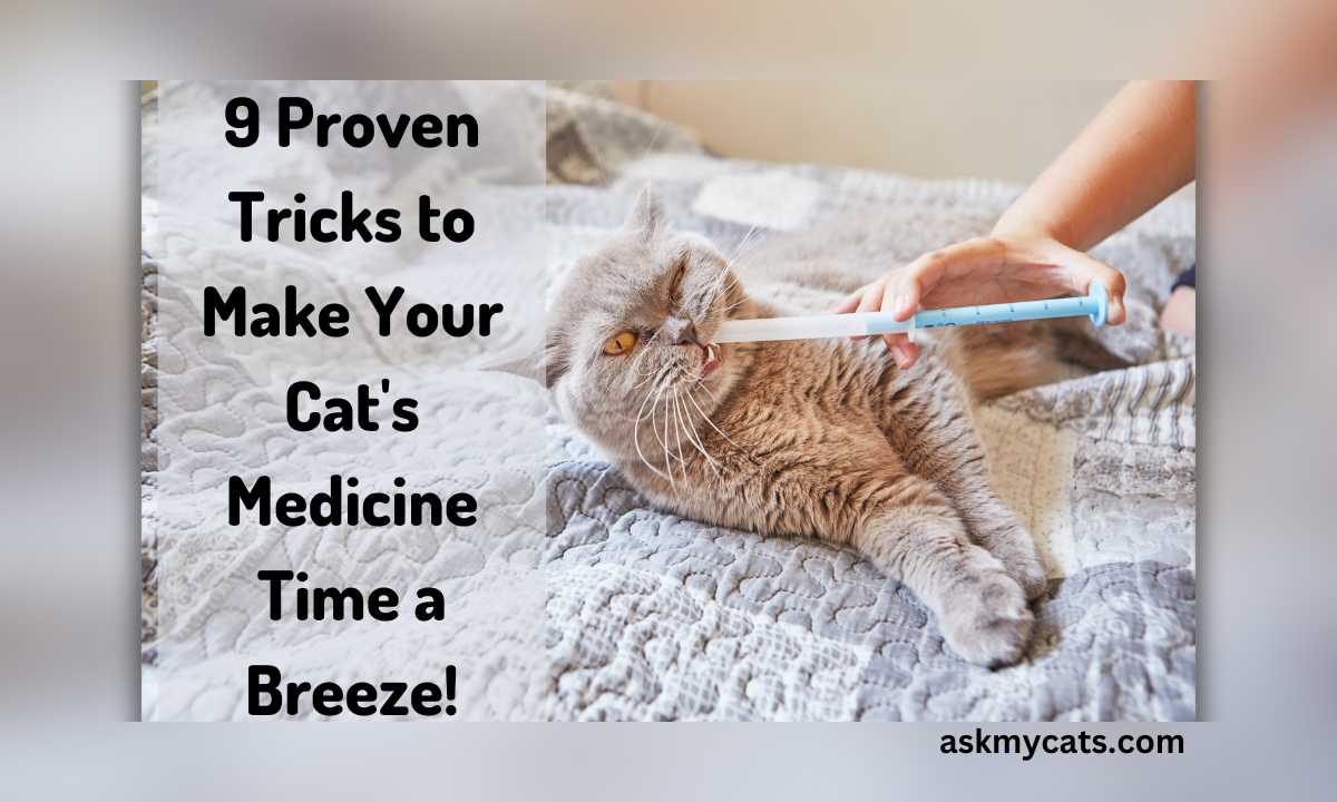 9 Proven Tricks for Stress-Free Cat Medication Times!