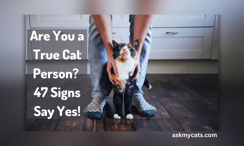 Are You a True Cat Person 47 Signs Say Yes